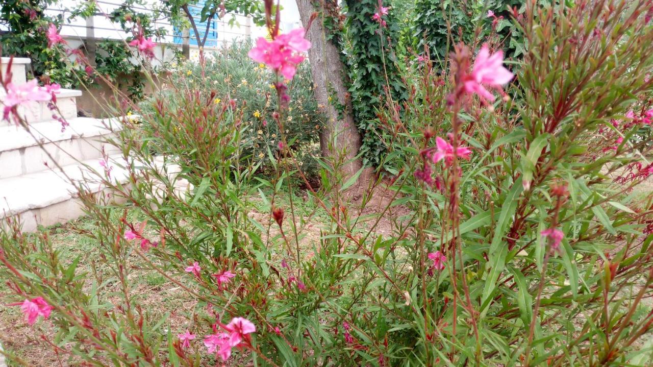 B&B Conca Del Faro Mattinata Εξωτερικό φωτογραφία